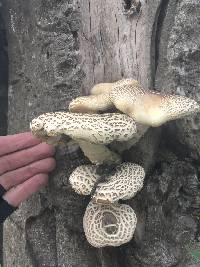 Agrocybe parasitica image