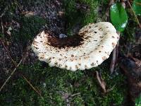 Polyporus squamosus image