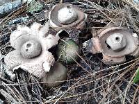 Geastrum triplex image