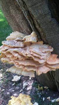 Laetiporus sulphureus image