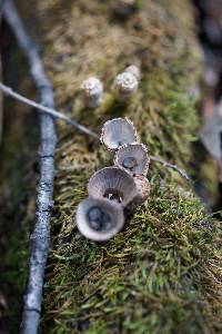 Cyathus olla image