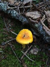 Amanita flavoconia image