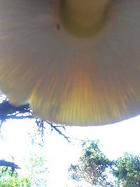 Amanita flavoconia image