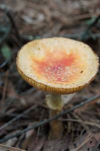 Amanita muscaria image