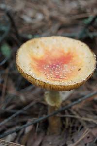 Amanita muscaria subsp. flavivolvata image