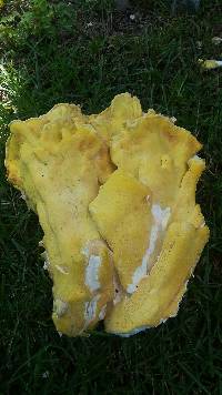 Laetiporus sulphureus image