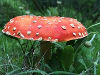 Amanita muscaria image