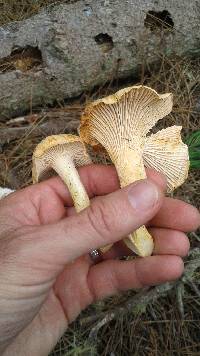 Cantharellus formosus image