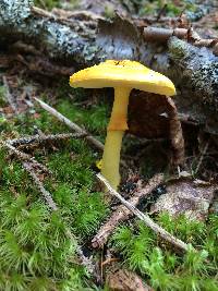 Amanita flavoconia image