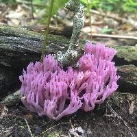 Clavaria zollingeri image