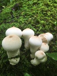 Lycoperdon pyriforme image