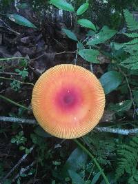 Amanita jacksonii image