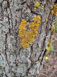 Xanthoria parietina var. parietina image