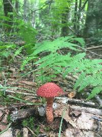 Suillus pictus image