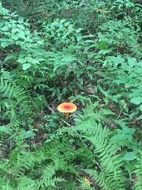 Amanita jacksonii image