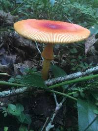 Amanita jacksonii image