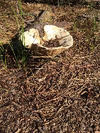 Russula brevipes image