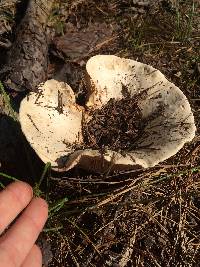 Russula brevipes image