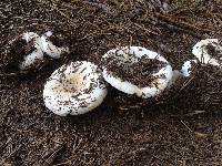 Russula brevipes image