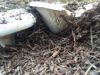 Russula brevipes image