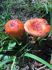 Amanita parcivolvata image