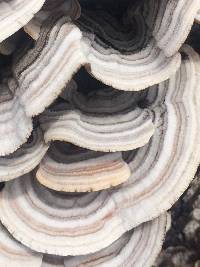 Trametes versicolor image