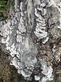 Trametes versicolor image