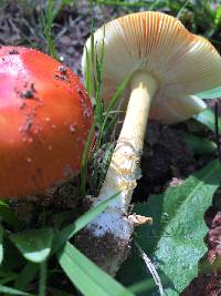 Amanita parcivolvata image