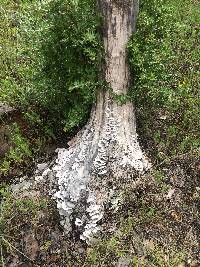 Trametes versicolor image