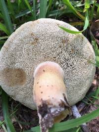 Tylopilus ferrugineus image