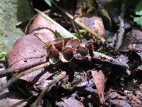 Cyathus striatus image