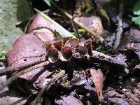 Cyathus striatus image