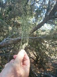 Ramalina menziesii image