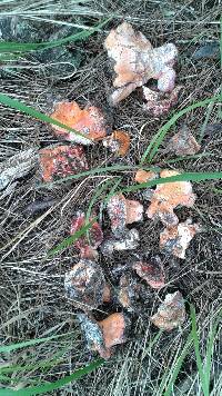 Hypomyces lactifluorum image