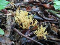 Ramaria formosa image