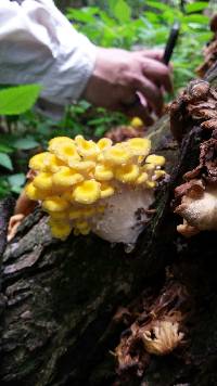 Image of Pleurotus citrinopileatus