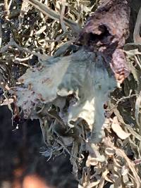 Ramalina canariensis image