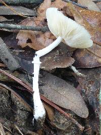 Leucocoprinus fragilissimus image