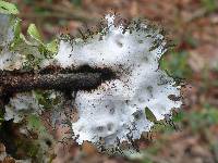 Parmotrema reticulatum image