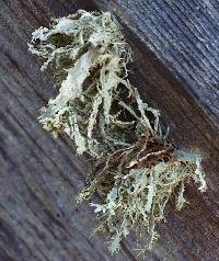 Ramalina farinacea image