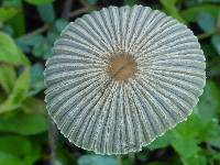 Leucocoprinus fragilissimus image