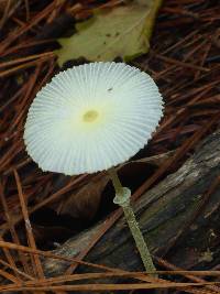 Leucocoprinus fragilissimus image