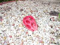 Clathrus crispus image