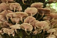 Image of Armillaria puiggarii