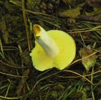 Suillus granulatus image