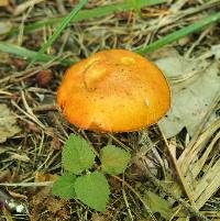 Suillus granulatus image