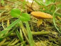 Suillus granulatus image