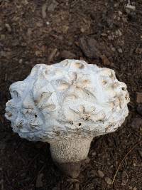 Calvatia sculpta image