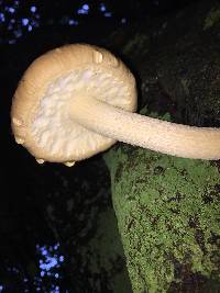 Agrocybe parasitica image