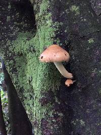 Agrocybe parasitica image